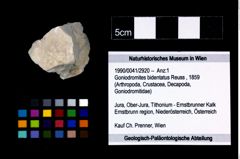 Foto (Objekt + Etikett) von Goniodromites bidentatus (Reuss, 1859)  (NHMW-GEO-1990-0041-2920)